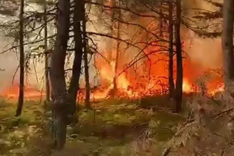 Tokat'ta korkutan orman yangını
