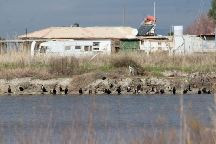 Kocag&ouml;l'de balık &ouml;l&uuml;mleri endişelendirdi