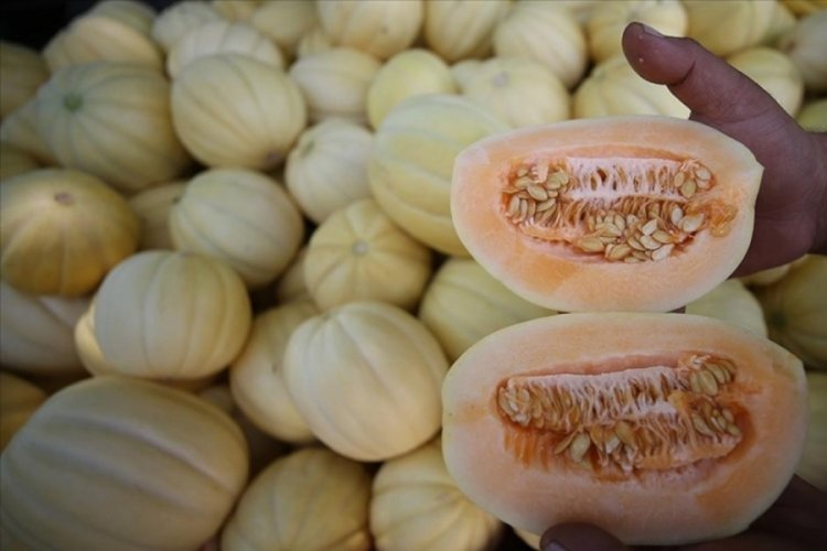 Ata tohumundan yetiştirilen "Yeşil&ccedil;omlu kavunu" pazara inmeden alıcı buluyor