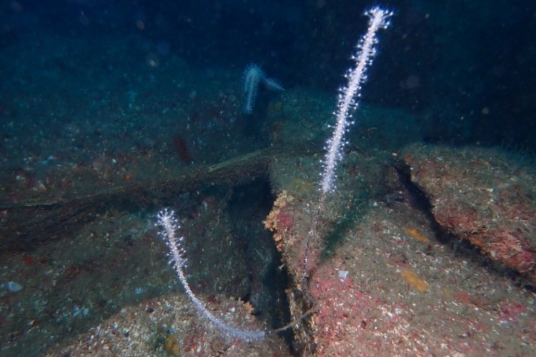7 deniz canlısı koruma altına alındı