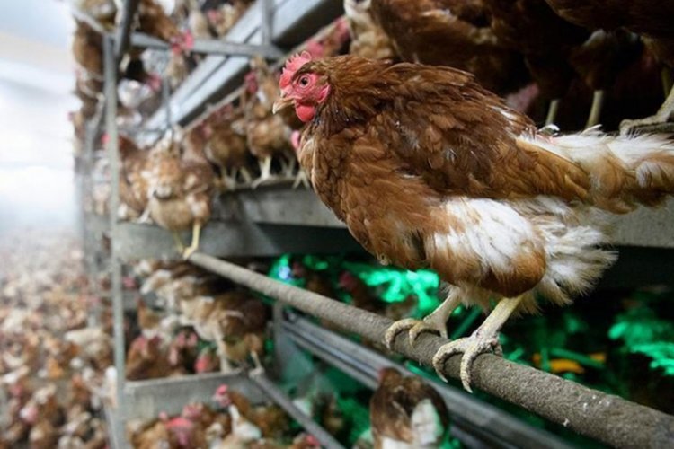 Tavuk &uuml;retim verileri a&ccedil;ıklandı