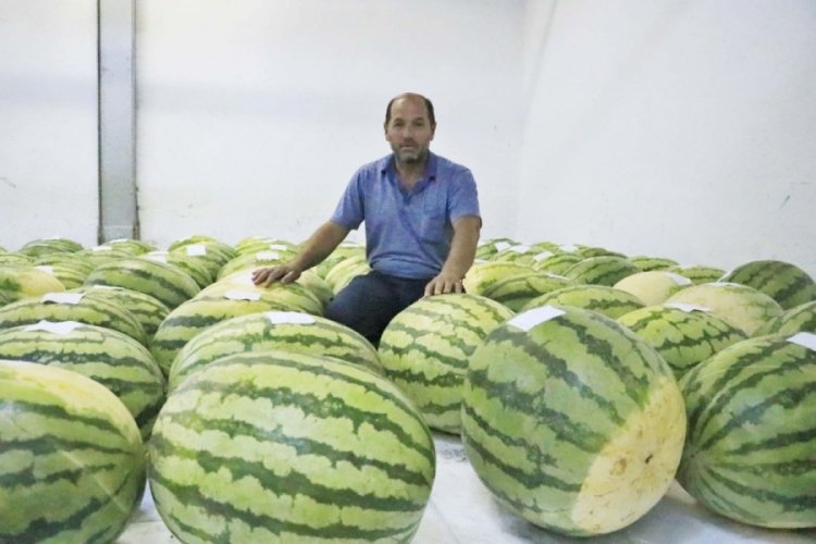 Diyarbakır'da 137 karpuz kilitlenerek korumaya alındı