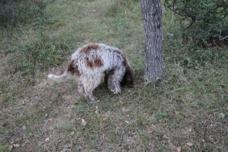 &Uuml;niversite &ouml;ğrencisi Bolu'da eğitimli k&ouml;peği ile tr&uuml;f mantarı arıyor