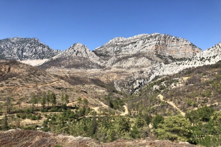 Antalya'da yanan ormanda karakulak izine rastlandı