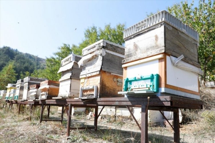 Bursa İneg&ouml;l'de 300 ton bal &uuml;retimi hedefleniyor