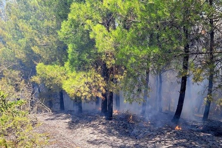 Manisa'da orman yangını