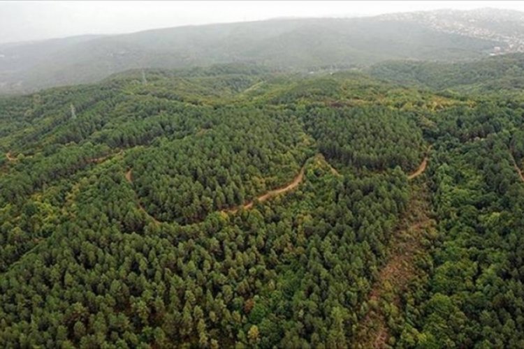 Bolu'da orman yangını &ccedil;ıkartmaya &ccedil;alıştığı iddia edilen 2 kişi yakalandı