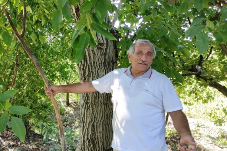 Bursa'da yetiştirdiği cevizleri &ccedil;alınan &ccedil;ift&ccedil;iden hırsıza mesaj: Biraz da bana bırakın