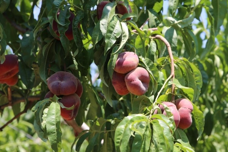 Iğdır şeftalisinde 4 bin 500 ton rekolte bekleniyor