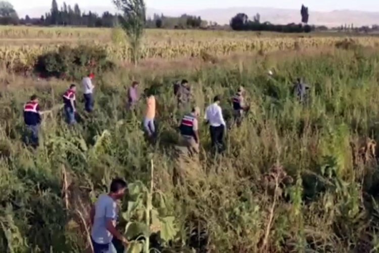 Erzurum'da tarlalara ekilen 1 milyon 650 bin k&ouml;k Hint keneviri s&ouml;k&uuml;ld&uuml;