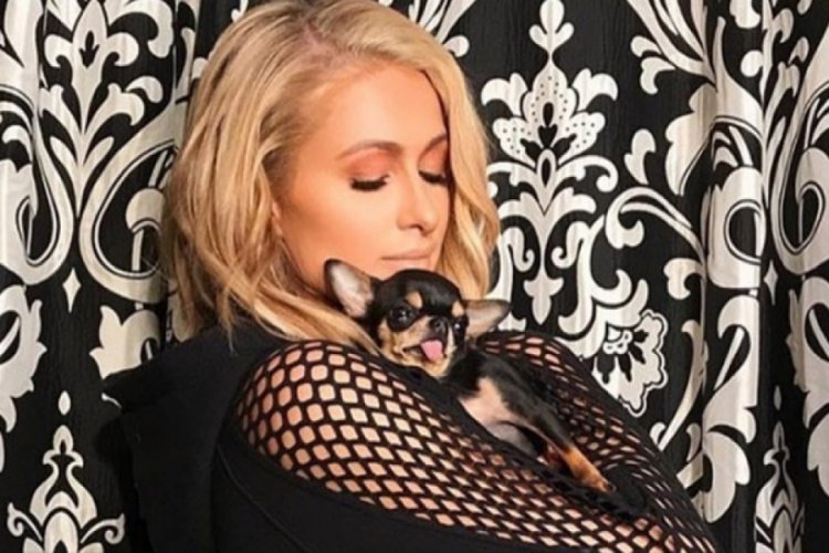 Paris Hilton, kayıp k&ouml;peğini bulması i&ccedil;in evcil hayvan medyumu tuttu