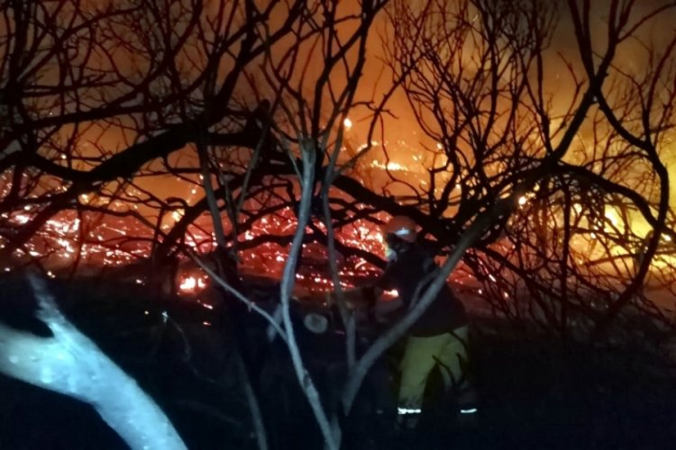 Antalya'da sazlık ve ağa&ccedil;lıkta &ccedil;ıkan yangın, 3 saatte s&ouml;nd&uuml;r&uuml;ld&uuml;
