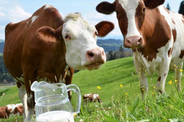 Bursa'da &ccedil;ift&ccedil;i s&uuml;t veren ineğini mi kesiyor?