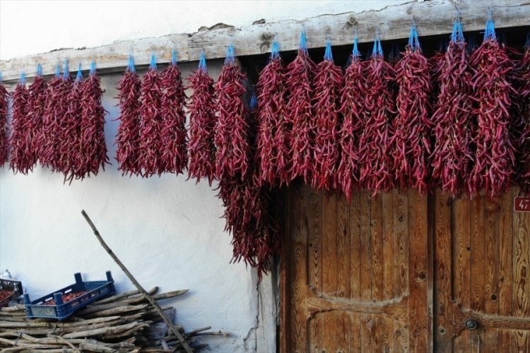 Bilecik'in coğrafi işaretli &Ccedil;ukur&ouml;ren biberinde hasat başladı