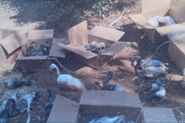 Aksaray'da flamingoları koliyle şehir dışına taşıdılar: 26 flamingo &ouml;ld&uuml;