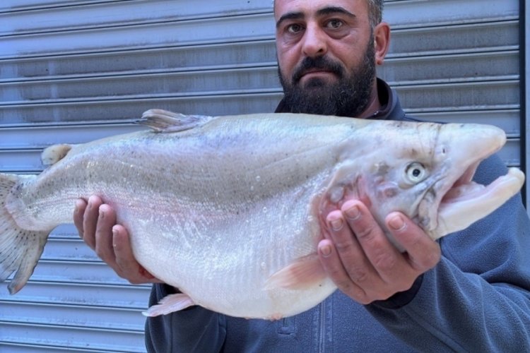Bursa İznik G&ouml;l&uuml;'nde 8 kiloluk somon balığı yakalandı