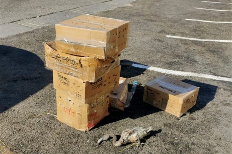Yolcu otob&uuml;s&uuml;yle Mersin'e g&ouml;nderilen 47 flamingodan 26'sı telef oldu