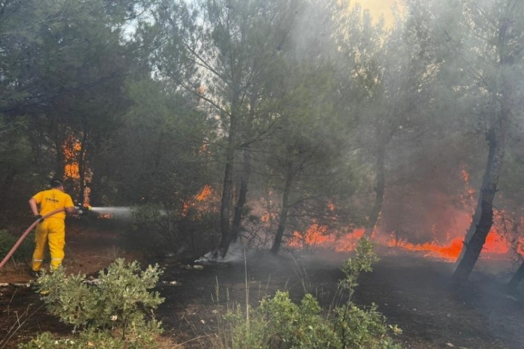 İzmir'de orman yangını