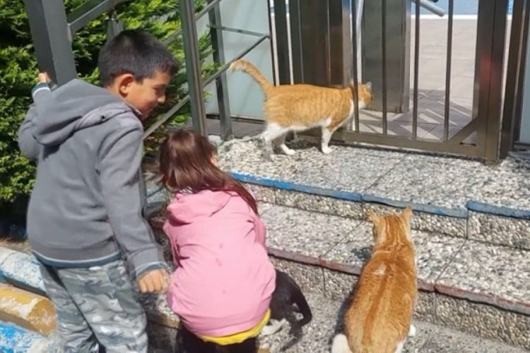 İstanbul'da bir &ccedil;ocuğa kedilere su verdiği gerek&ccedil;esiyle ceza