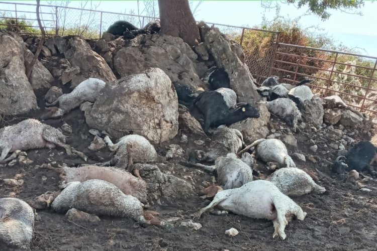 Osmaniye'de yıldırım d&uuml;şen ağılda 38 koyun telef oldu