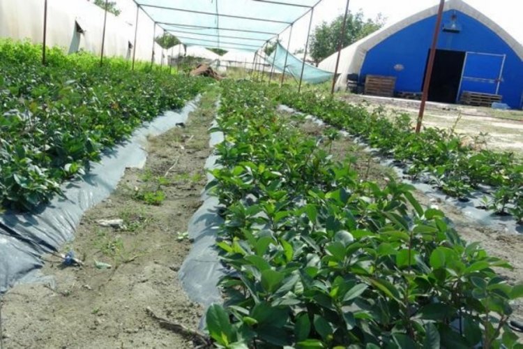 Isparta'da organik solucan ve yarasa g&uuml;bresiyle yetiştirilip, kilosu 150 liradan satılıyor
