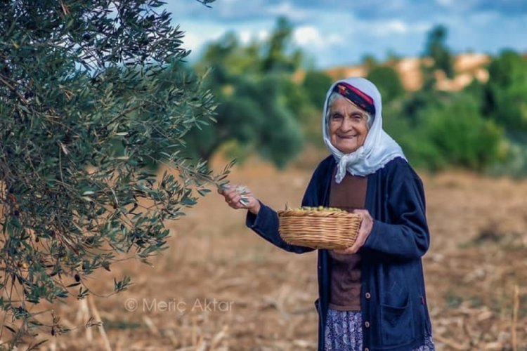Bursa Orhangazi'de zeytin rekolte beyanı 10 g&uuml;nde 3 bin 500 tona ulaştı