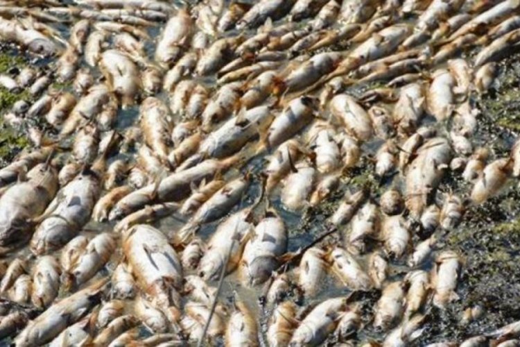 Tedirgin eden g&ouml;r&uuml;nt&uuml;! Binlerce &ouml;l&uuml; balık kıyıya vurdu