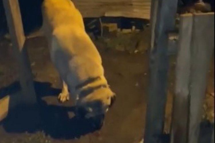 Misafir olarak geldiği k&ouml;yde havlayan k&ouml;peğe kurşun yağdırdı