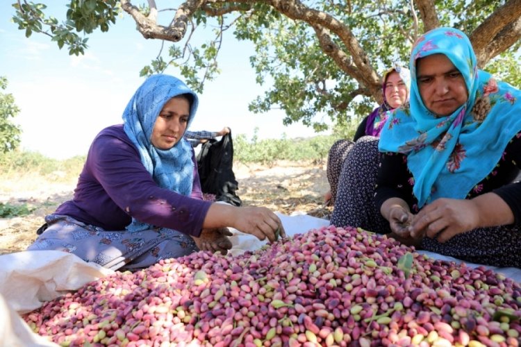 Antep fıstığı'nda rekolte d&uuml;şt&uuml;