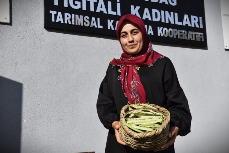 Bursa'da &Ccedil;ongara fasulyesini eski &uuml;n&uuml;ne kavuşturmak istiyorlar