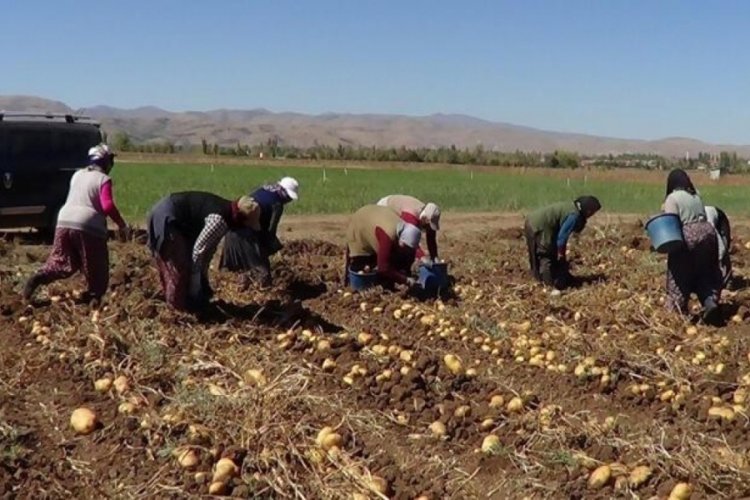 Kışlık patates hasadı başladı