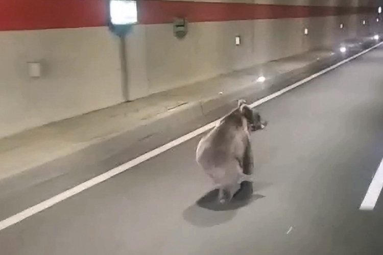 T&uuml;nele giren yolcu otob&uuml;s&uuml;n&uuml;n &ouml;n&uuml;ne ayı &ccedil;ıktı