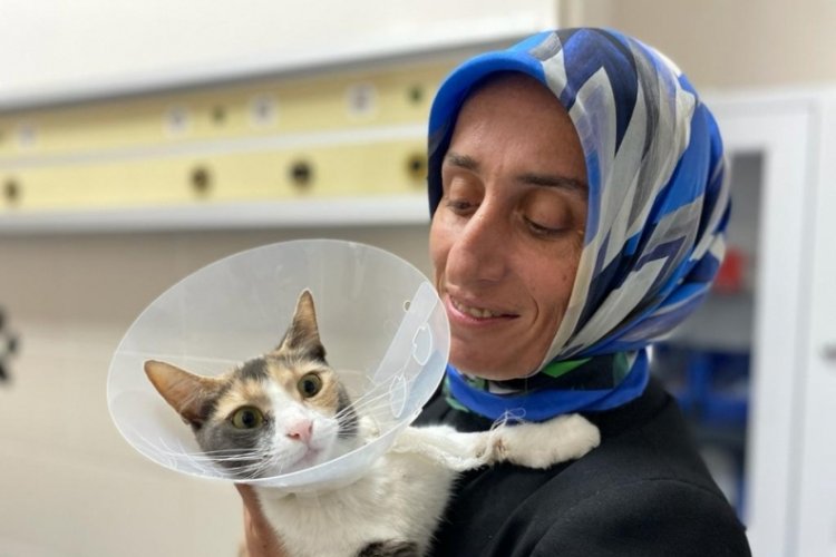 Yaralı kedisinin tedavisi i&ccedil;in 1700 kilometre yol katetti
