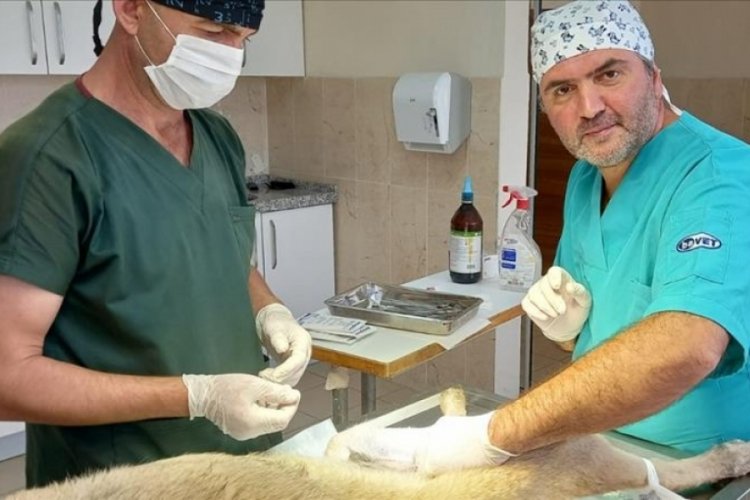 Bursa İneg&ouml;l Belediyesi'nden veteriner hekimlerle iş birliği