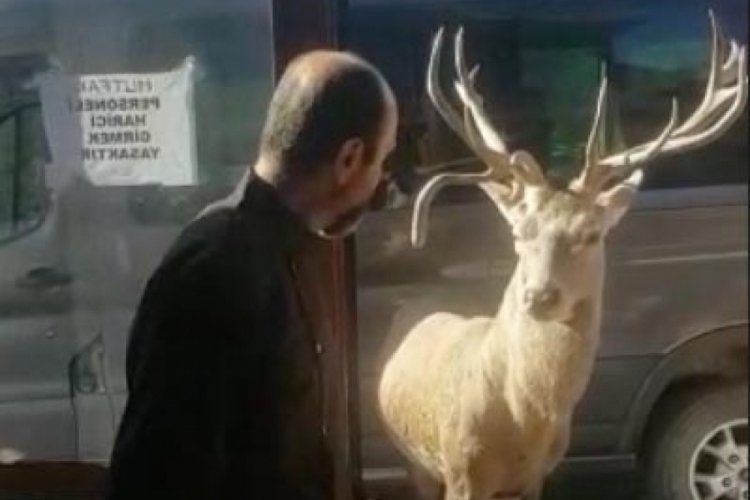 Manisa'da kızıl geyik restoran &ouml;n&uuml;ne gelip yiyecek bekliyor
