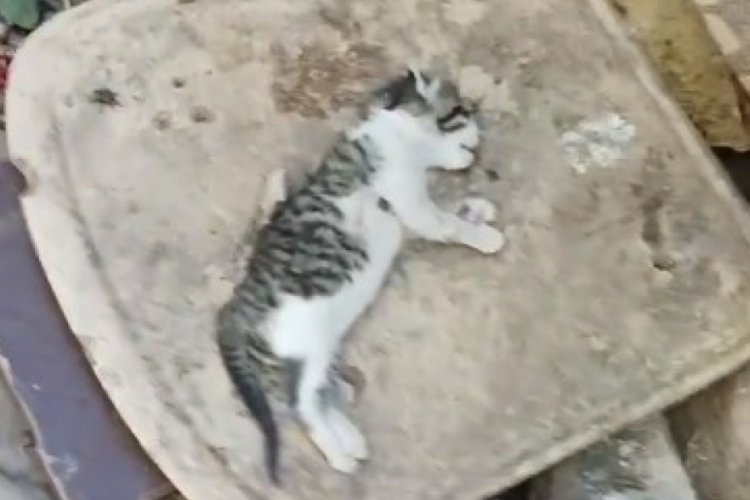 Bing&ouml;l'de yavru kediler telef edildi