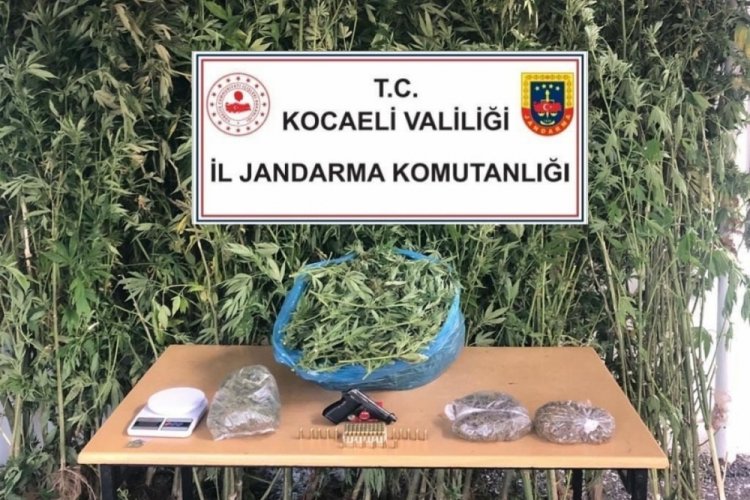 Kocaeli'de 4 kilo 825 gram esrar, 87 k&ouml;k kenevir ele ge&ccedil;irildi