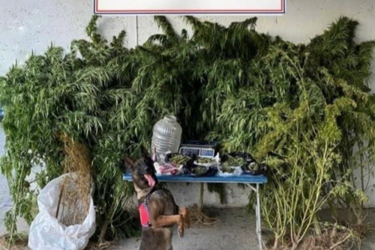 Denizli'de jandarma 2.5 kilo esrar ele ge&ccedil;irdi
