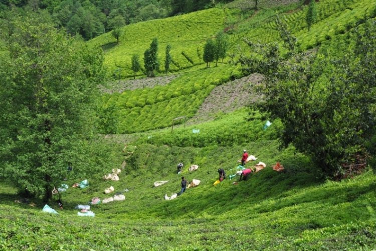 Rize &Ccedil;ayı 98 yıl sonra tescillendi