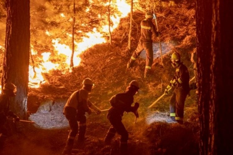 Tarihin en b&uuml;y&uuml;k yangınında yeşile d&ouml;n&uuml;ş y&uuml;zde 80 tamamlandı