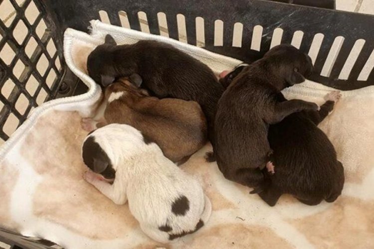 Poşet i&ccedil;erisinde &ccedil;&ouml;p konteynerine atılan 5 yavru k&ouml;pek kurtarıldı
