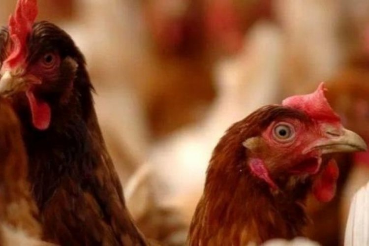BBC Avrupa'yı kuş gribi vurdu! 48 milyon k&uuml;mes hayvanı itlaf edildi