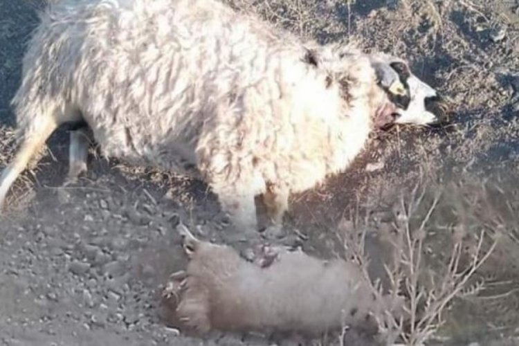 Kurtlar s&uuml;r&uuml;ye saldırdı! 28 koyun telef oldu