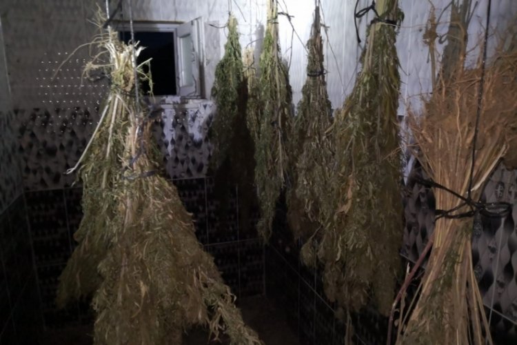Sinop'ta kurutulmaya bırakılmış 13 kilo esrar ele ge&ccedil;irildi