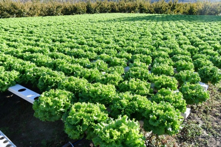 &Ccedil;anakkaleli kadın &ccedil;ift&ccedil;i topraksız tarımla marul yetiştiriyor
