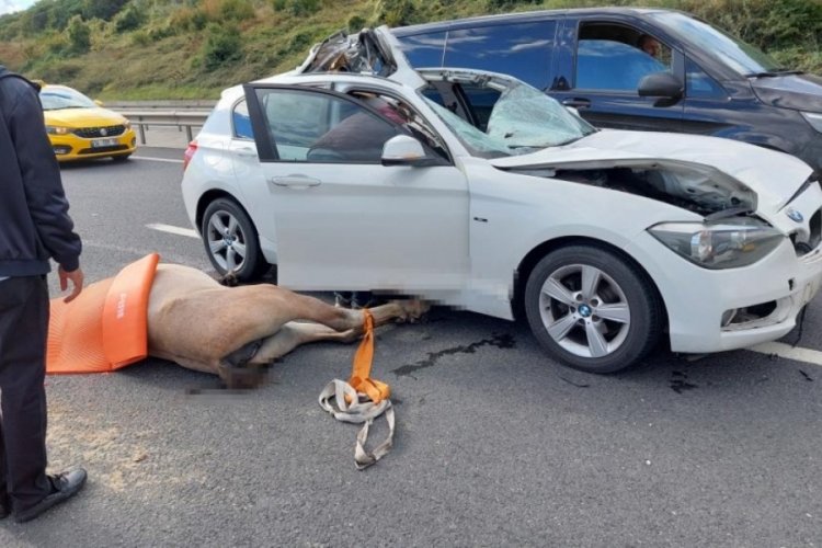 İstanbul'da ara&ccedil; yola &ccedil;ıkan ata &ccedil;arptı: 1 yaralı