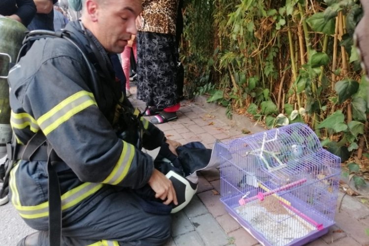 Kocaeli'de muhabbet kuşunu yangından itfaiye ekipleri kurtardı