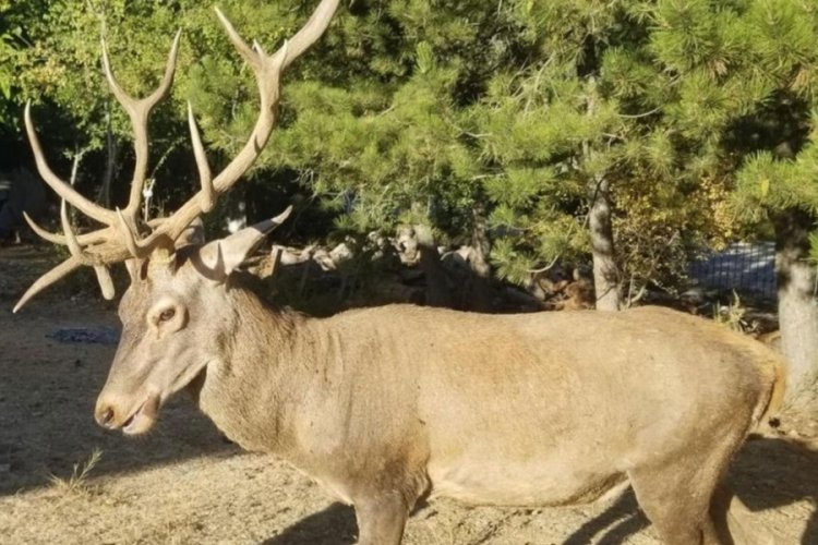 Manisa'da geyiklere bunu yapmak yasaklandı