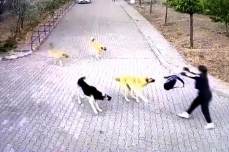 Ankara'da k&ouml;peklerin saldırısından okul &ccedil;antası sayesinde kurtuldu