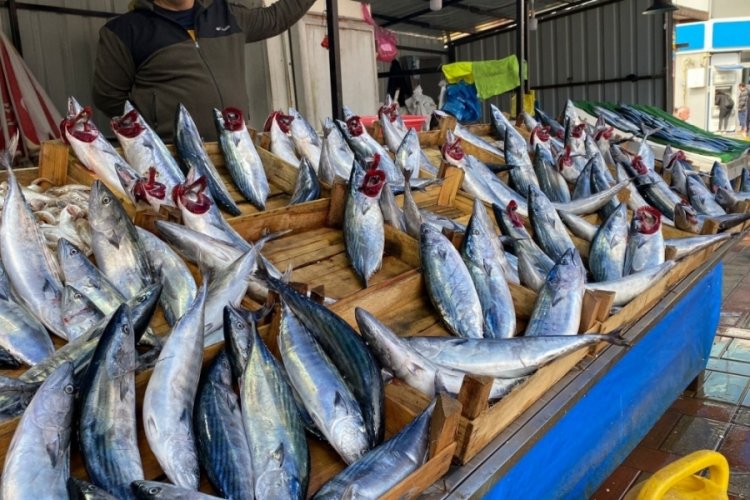 Zonguldak'ta palamudun fiyatı y&uuml;kselişe ge&ccedil;ti